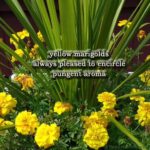 YellowMarigoldsKu