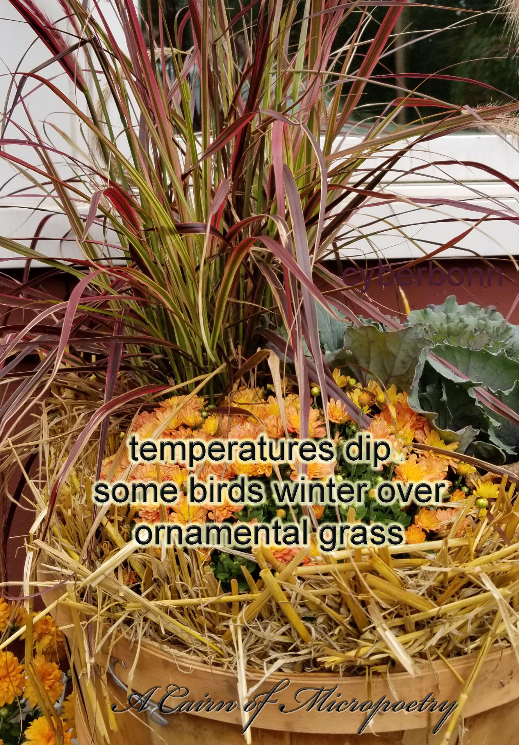 TemperaturesDipHaiku
