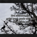 Birdsilhouetteblackcairn