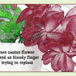 Rarecactusflowercairn