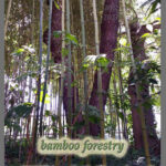BambooForestryCairn