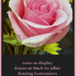RosesOnDisplayACOM