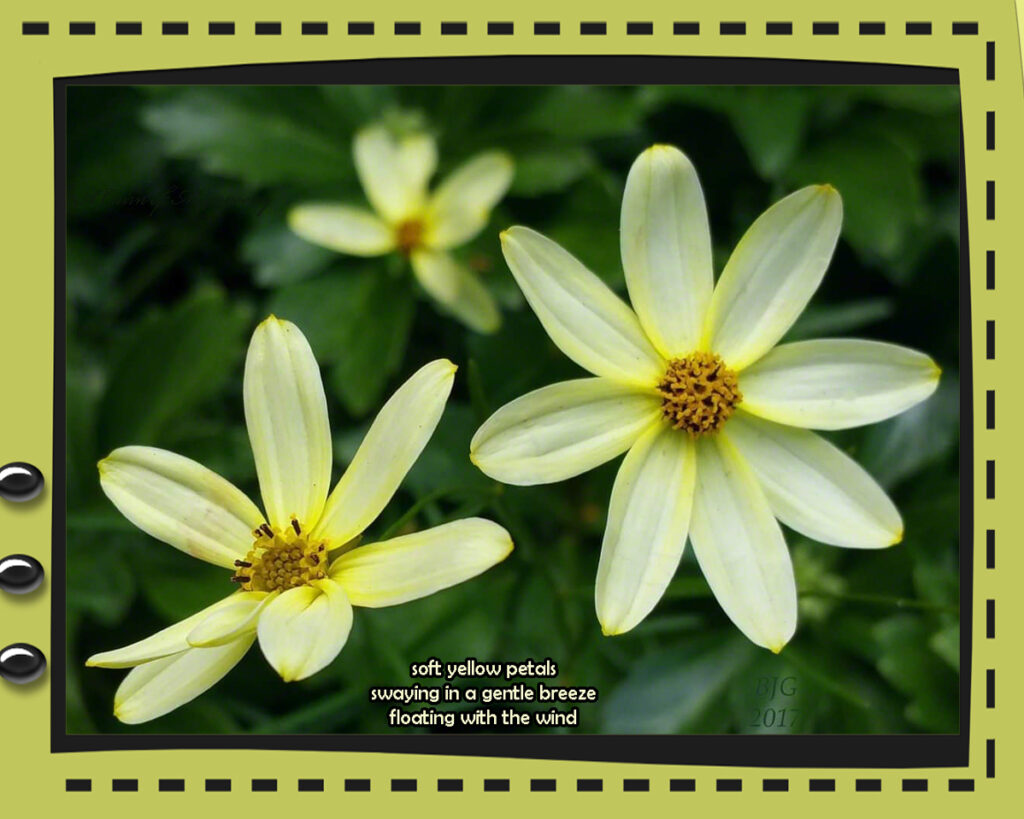 SoftYellowPetalsCairn
