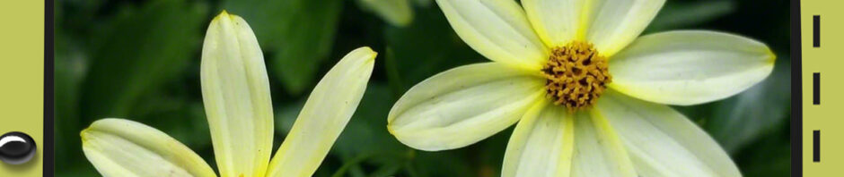 SoftYellowPetalsCairn